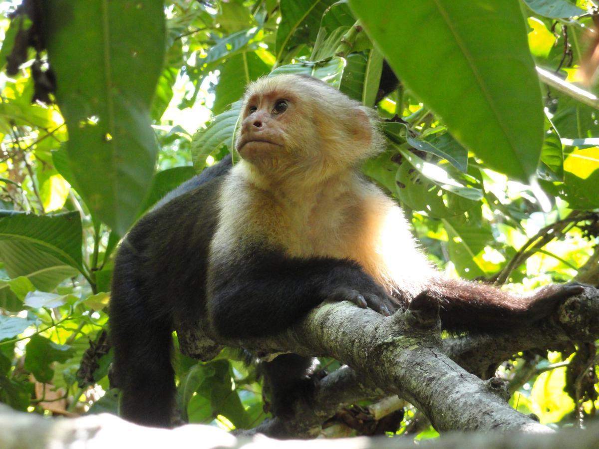 Inn On The Park Manuel Antonio Bagian luar foto